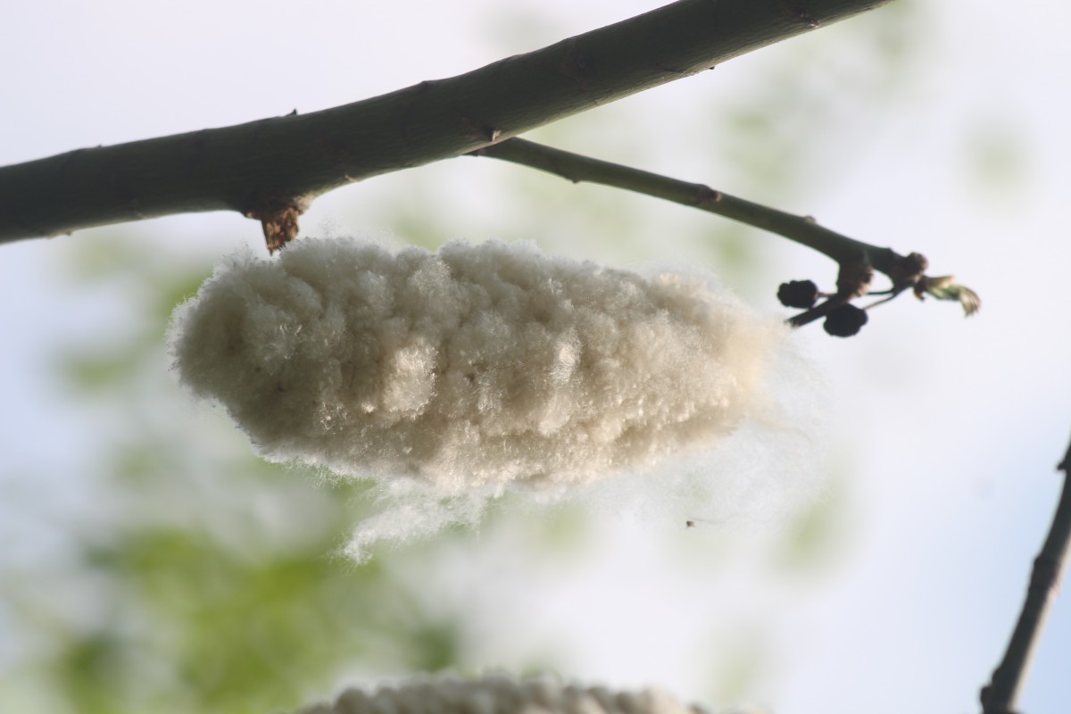 Ceiba pentandra (L.) Gaertn.